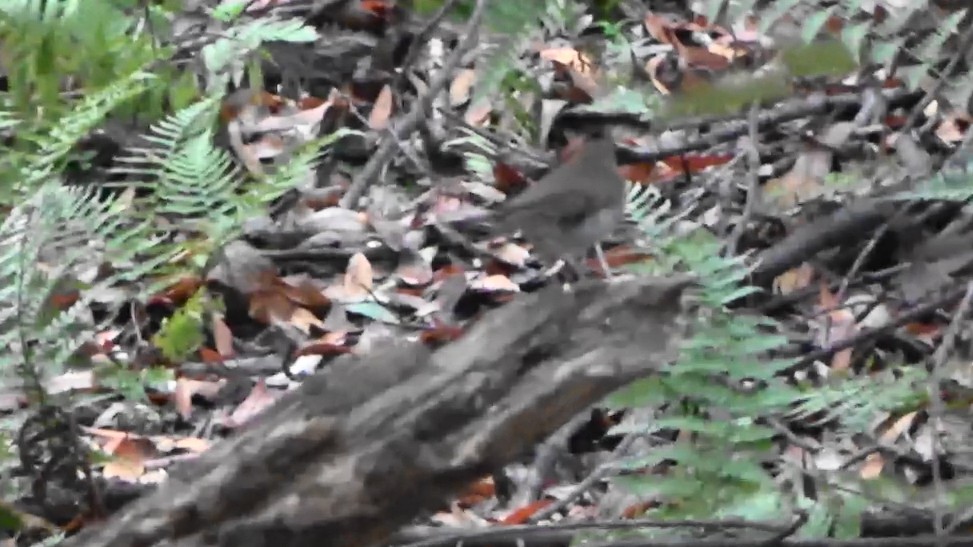 Hermit Thrush - ML644789312
