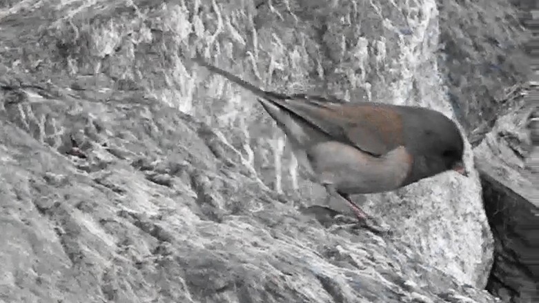 Winterammer - ML644789315