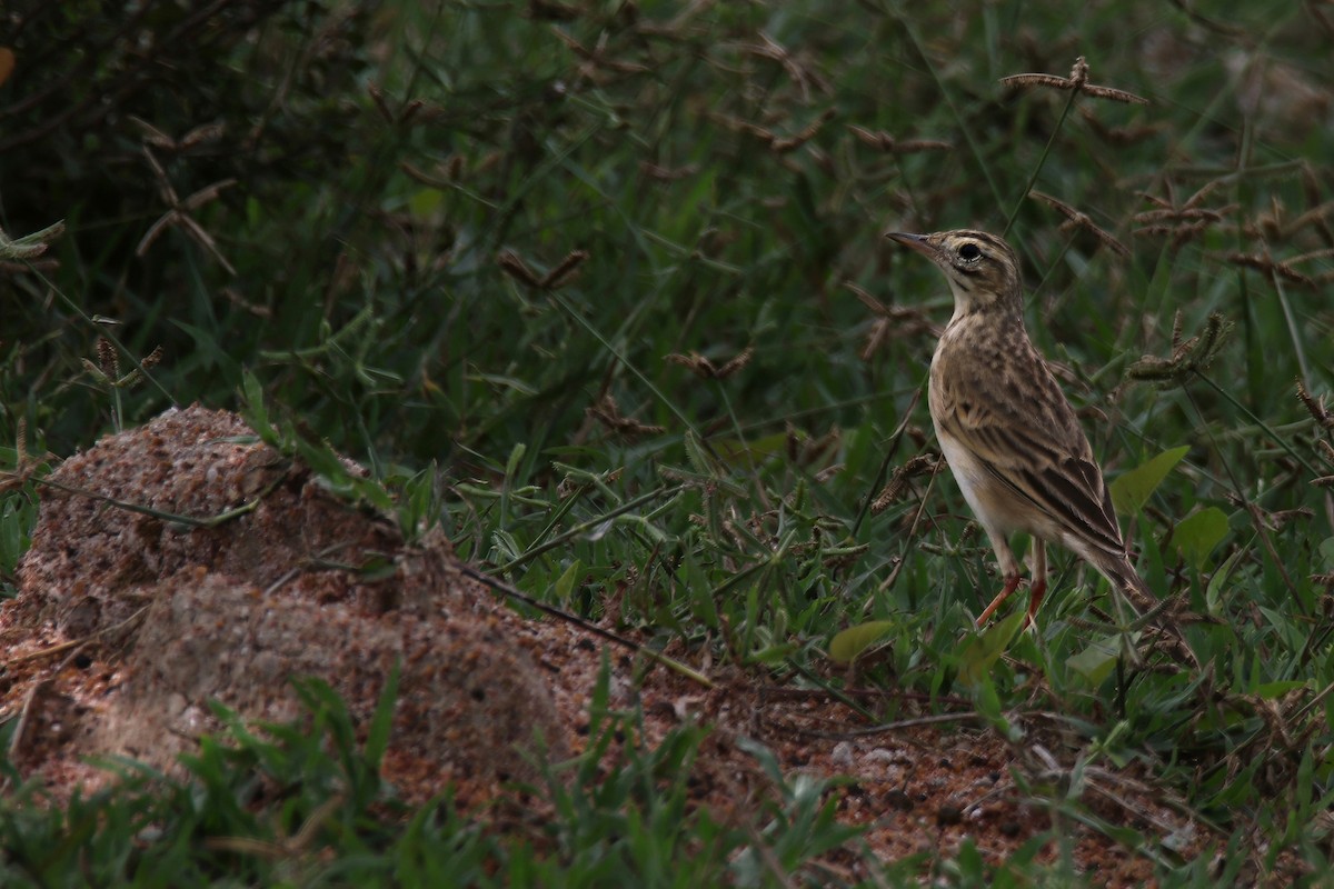 Степной конёк - ML644789325