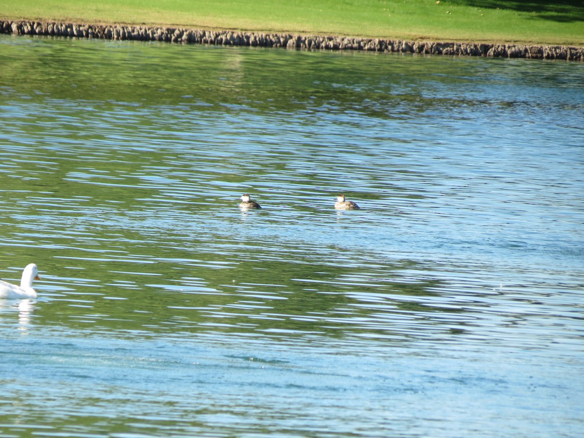 Malvasía Canela - ML644789336