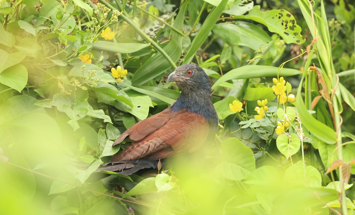 Cucal Chino - ML644789337