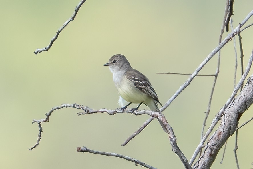 Mosquero Matorralero Sureño - ML644789338