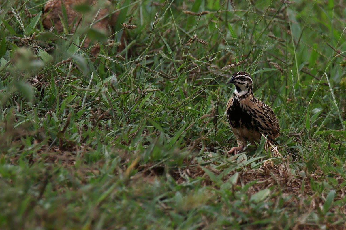 Codorniz Coromandélica - ML644789342