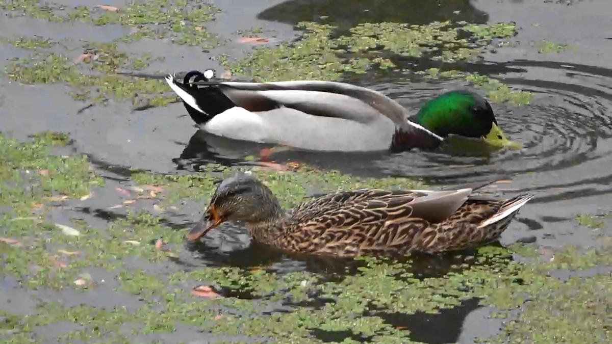 Ánade Azulón - ML644789343