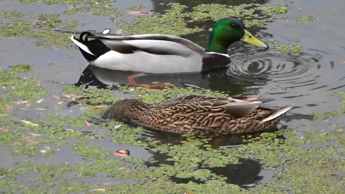 Ánade Azulón - ML644789344