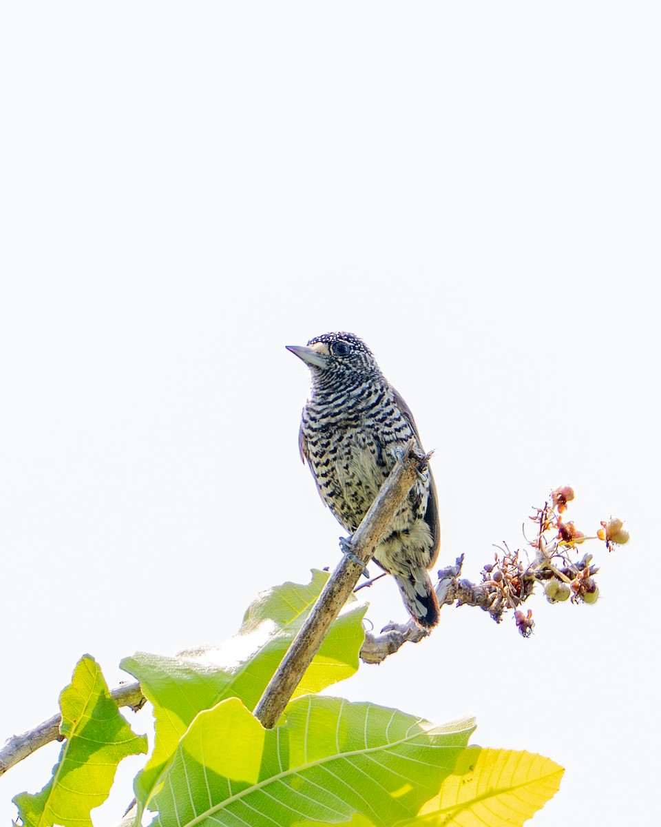 Carpinterito Variable - ML644789345