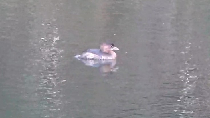 Zampullín Picogrueso - ML644789346