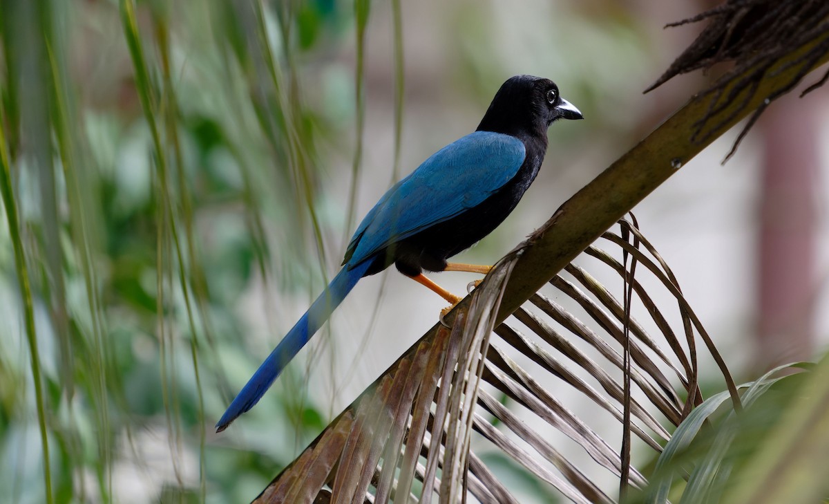 Chara Yucateca - ML644789354