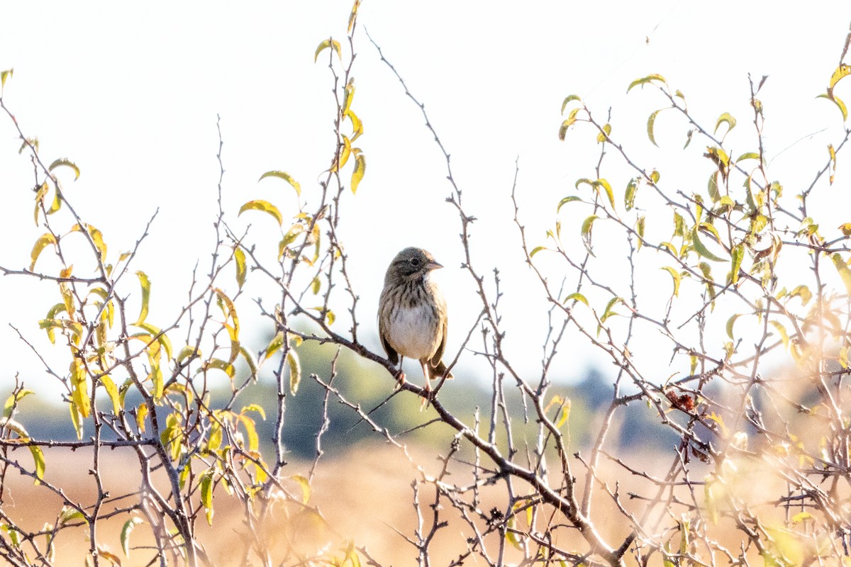 Chingolo de Lincoln - ML644789355