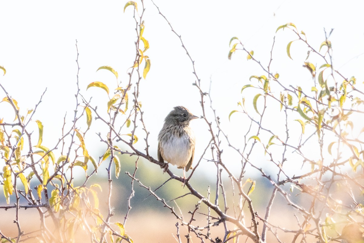 Chingolo de Lincoln - ML644789356