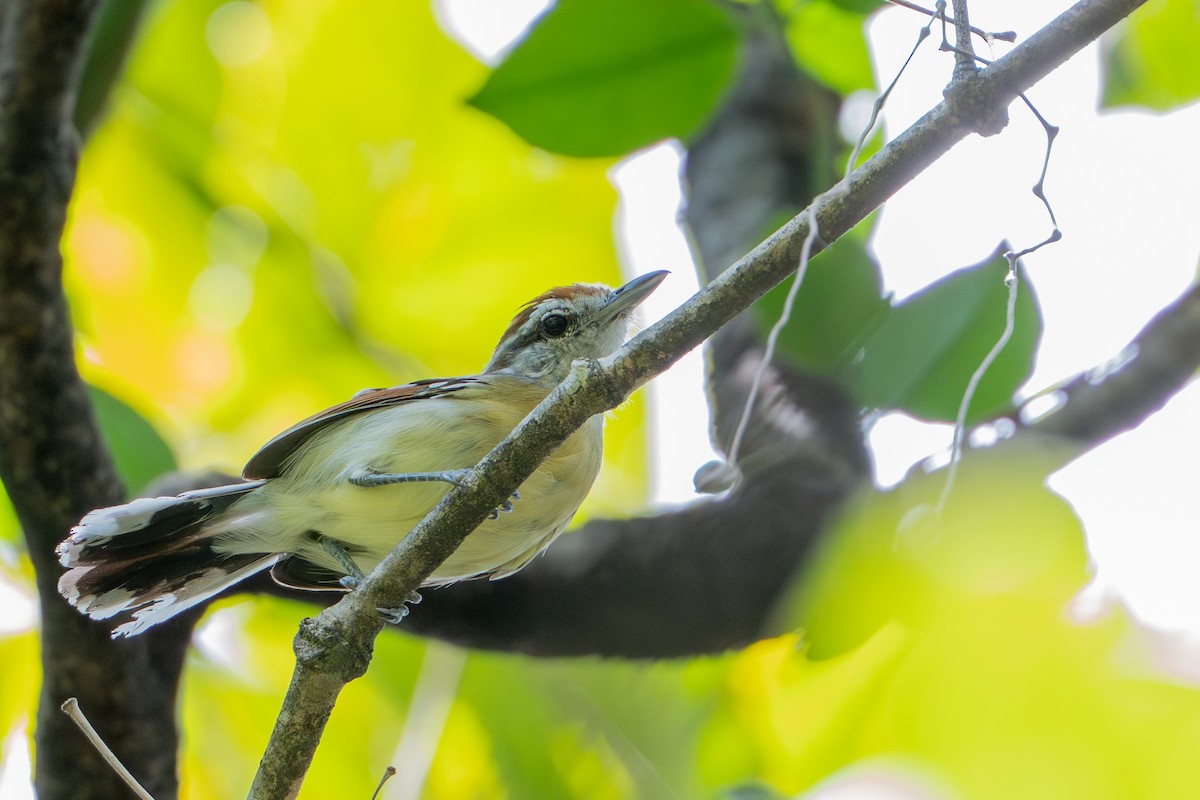 Tiluchí Alirrufo Norteño - ML644789357