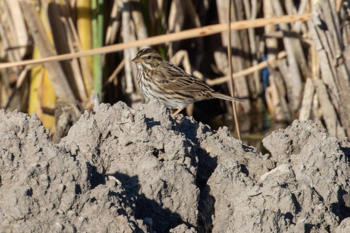 Chingolo Sabanero - ML644789358