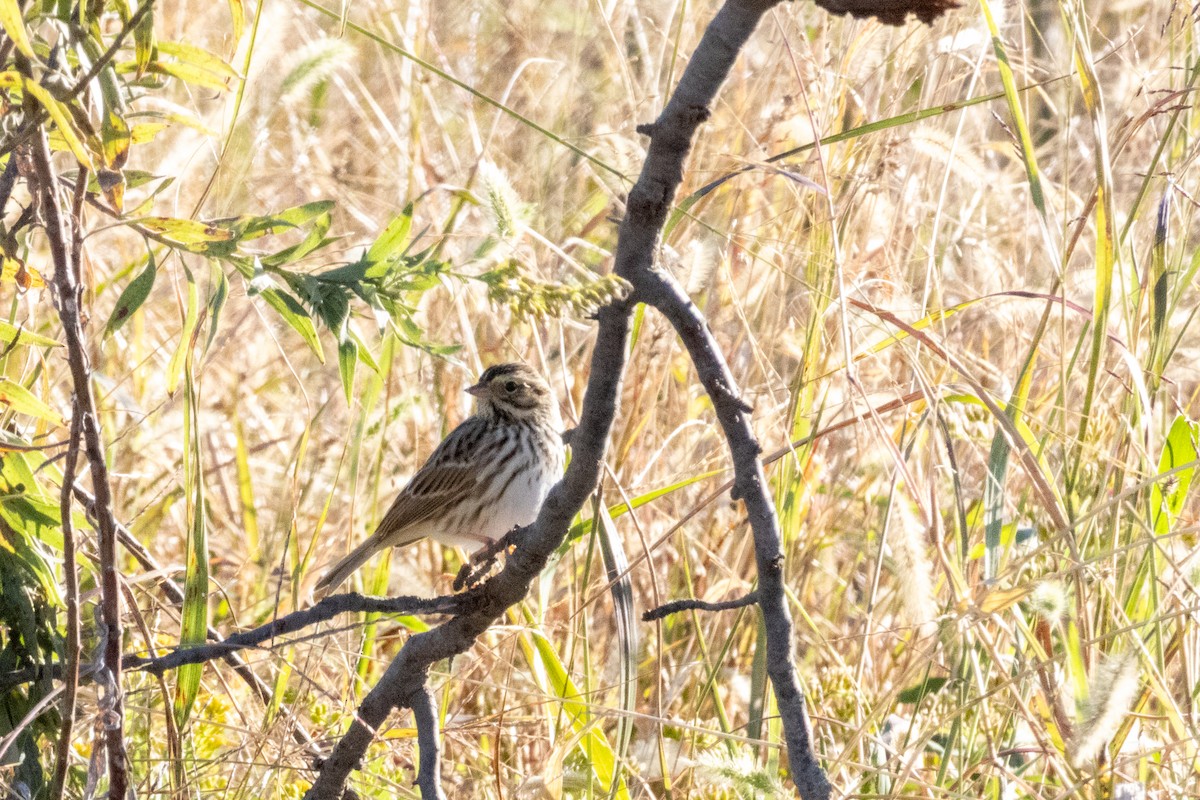 Chingolo Sabanero - ML644789359