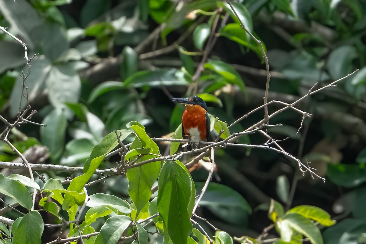 Martín Pescador Enano - ML644789361
