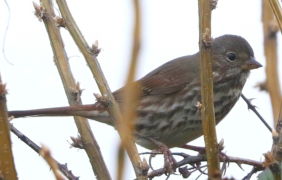 Chingolo Zorruno - ML644789362