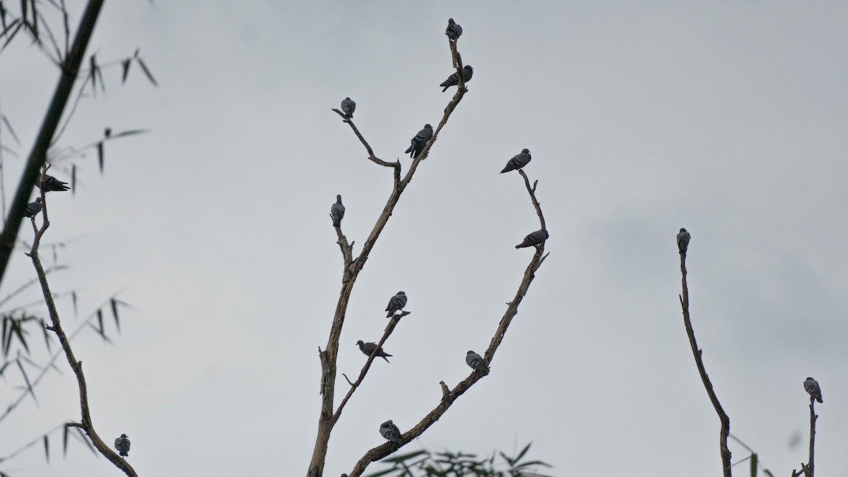 Paloma Bravía (variedad doméstica) - ML644789370