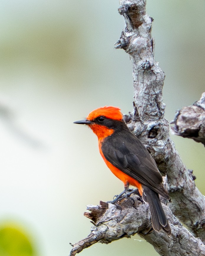 Mosquero Cardenal - ML644789373
