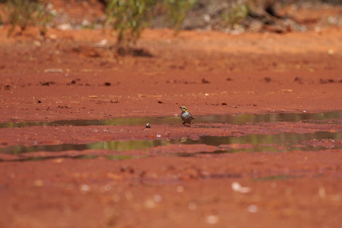 Mielero Adornado - ML644789374