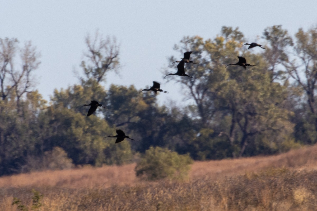 Morito Cariblanco - ML644789379