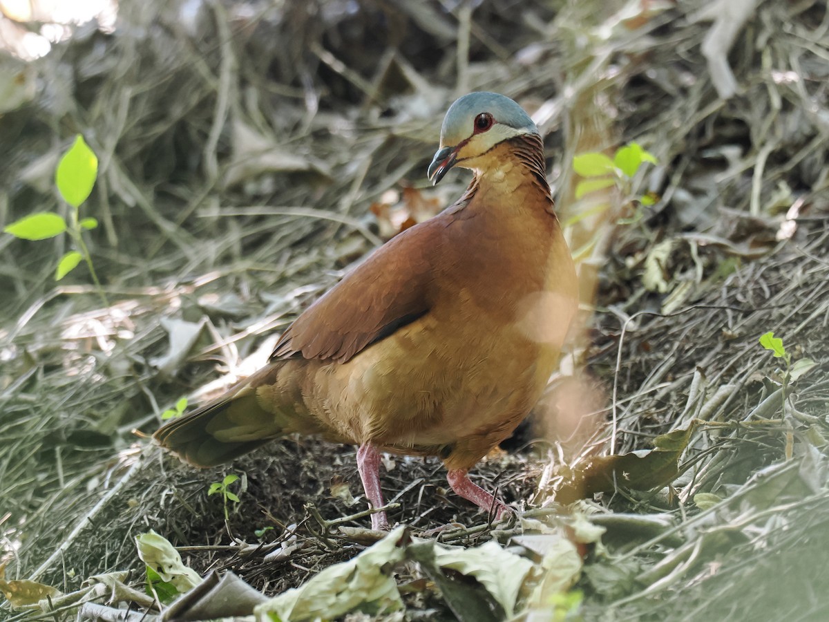 Paloma Perdiz de Chiriquí - ML644789380