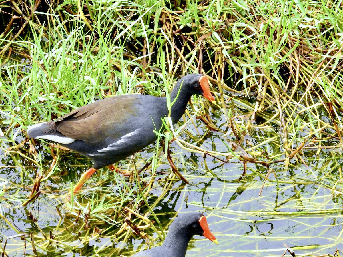 Gallineta Americana (sandvicensis) - ML644789381
