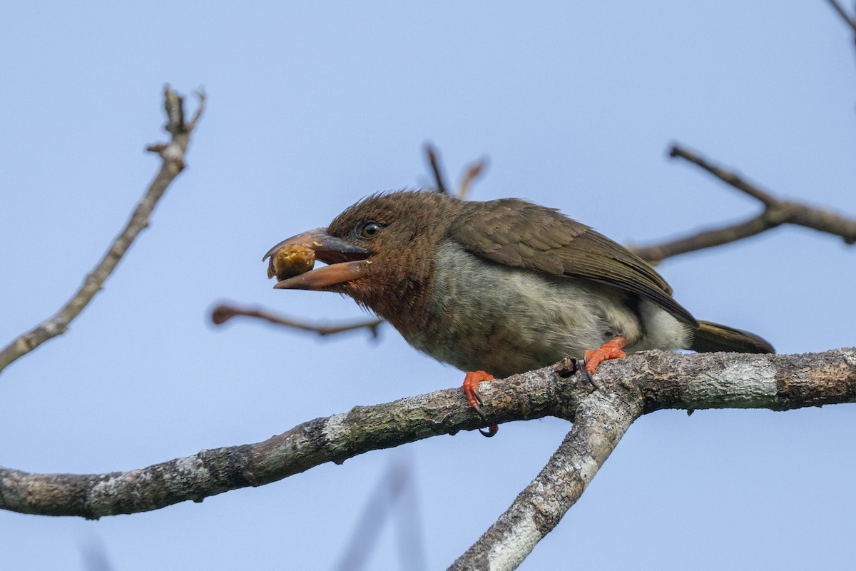 Barbudo Pardo de Borneo - ML644789382