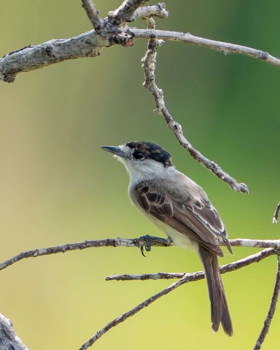 Anambé Chico - ML644789383