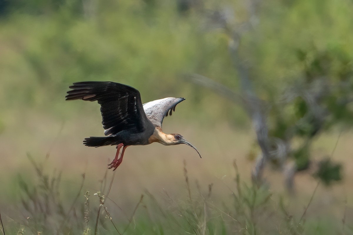 Bandurria Común - ML644789384