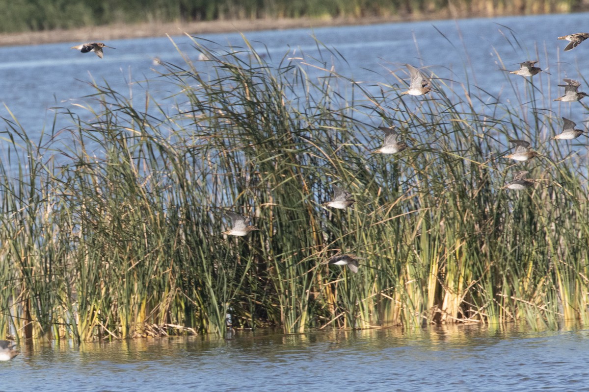 Agujeta Escolopácea - ML644789385