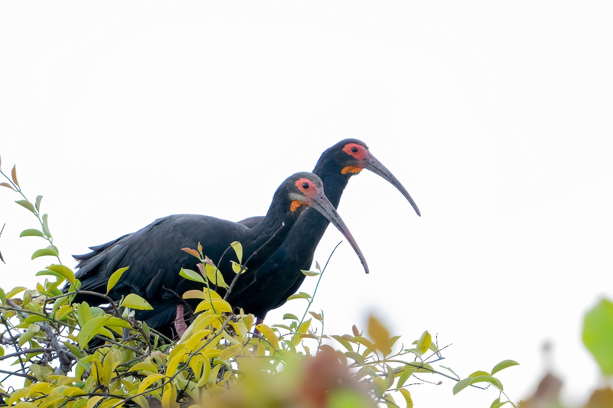 Ibis Rabudo - ML644789386