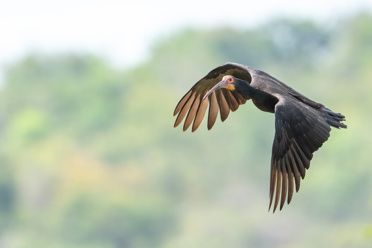 Ibis Rabudo - ML644789387