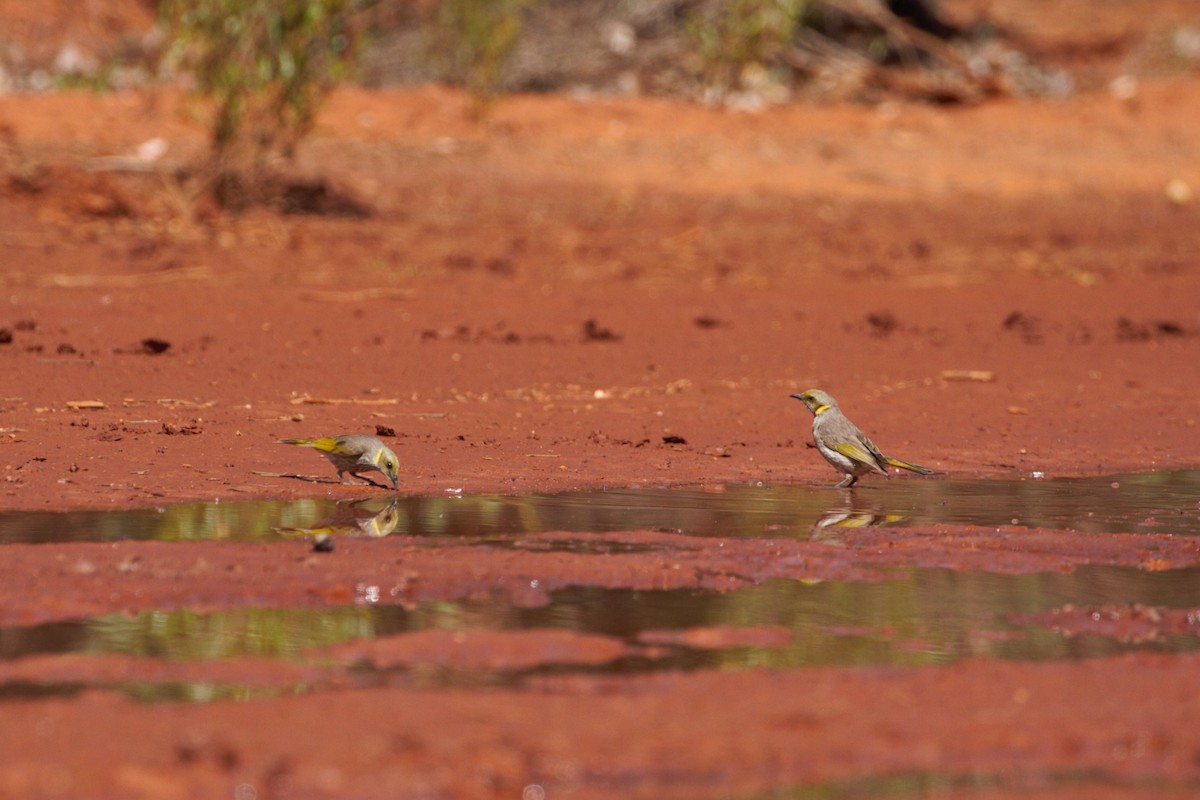 Кольчатый медосос - ML644789390