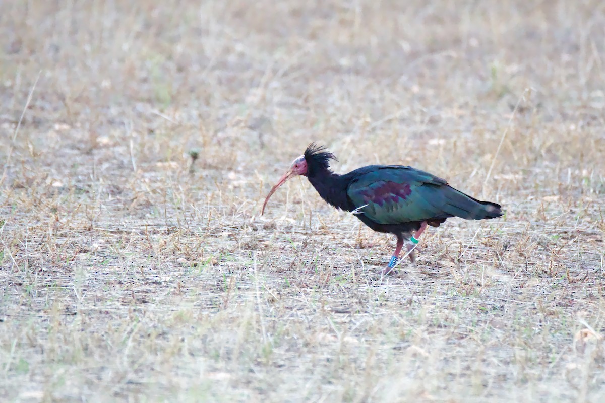 ibis skalní - ML644789392