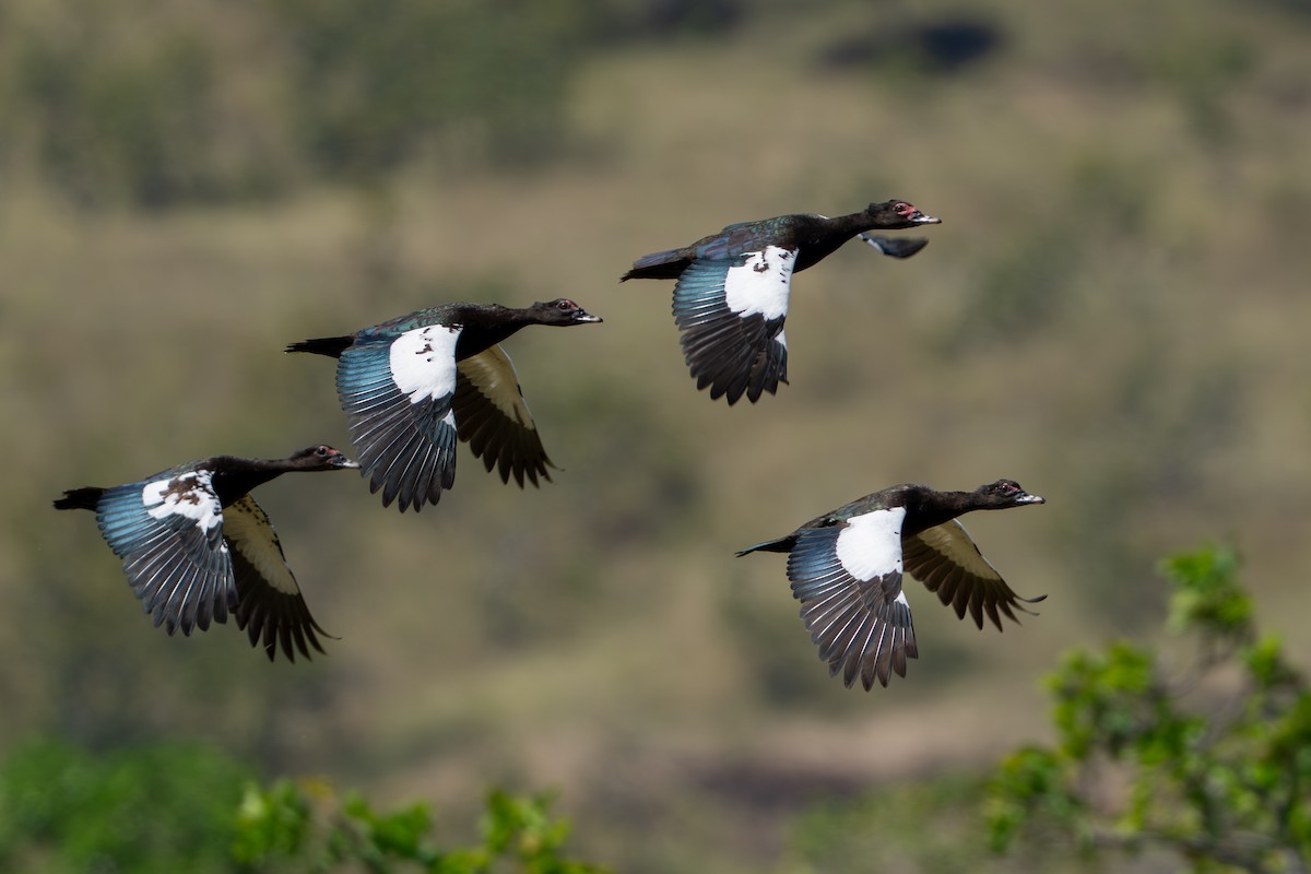 ברבר (מבוית) - ML644789395