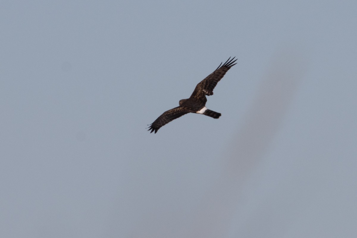 Northern Harrier - ML644789396
