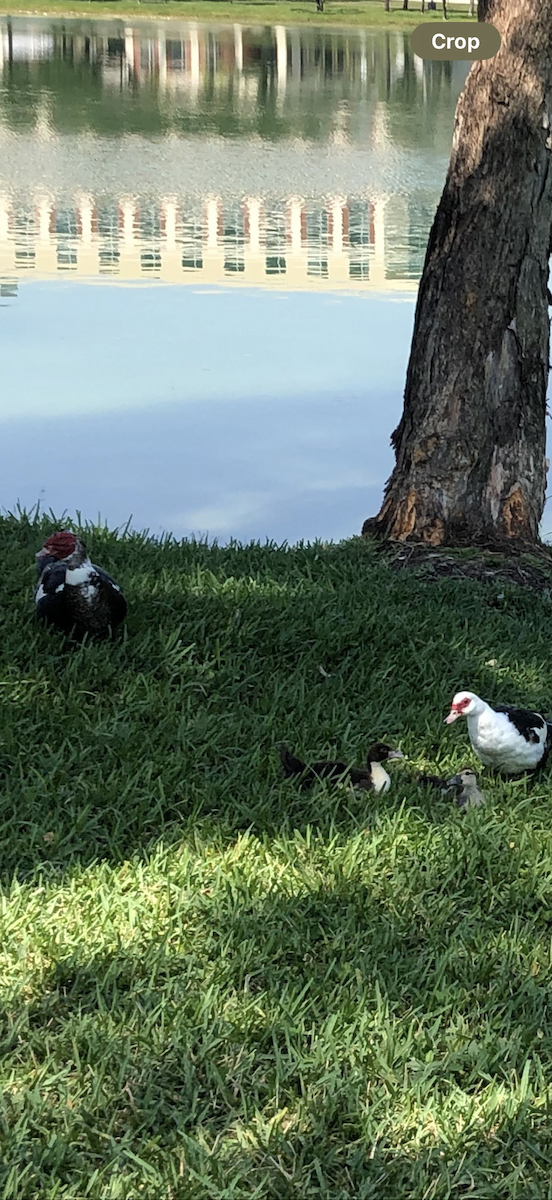 Muscovy Duck (Domestic type) - ML644789398