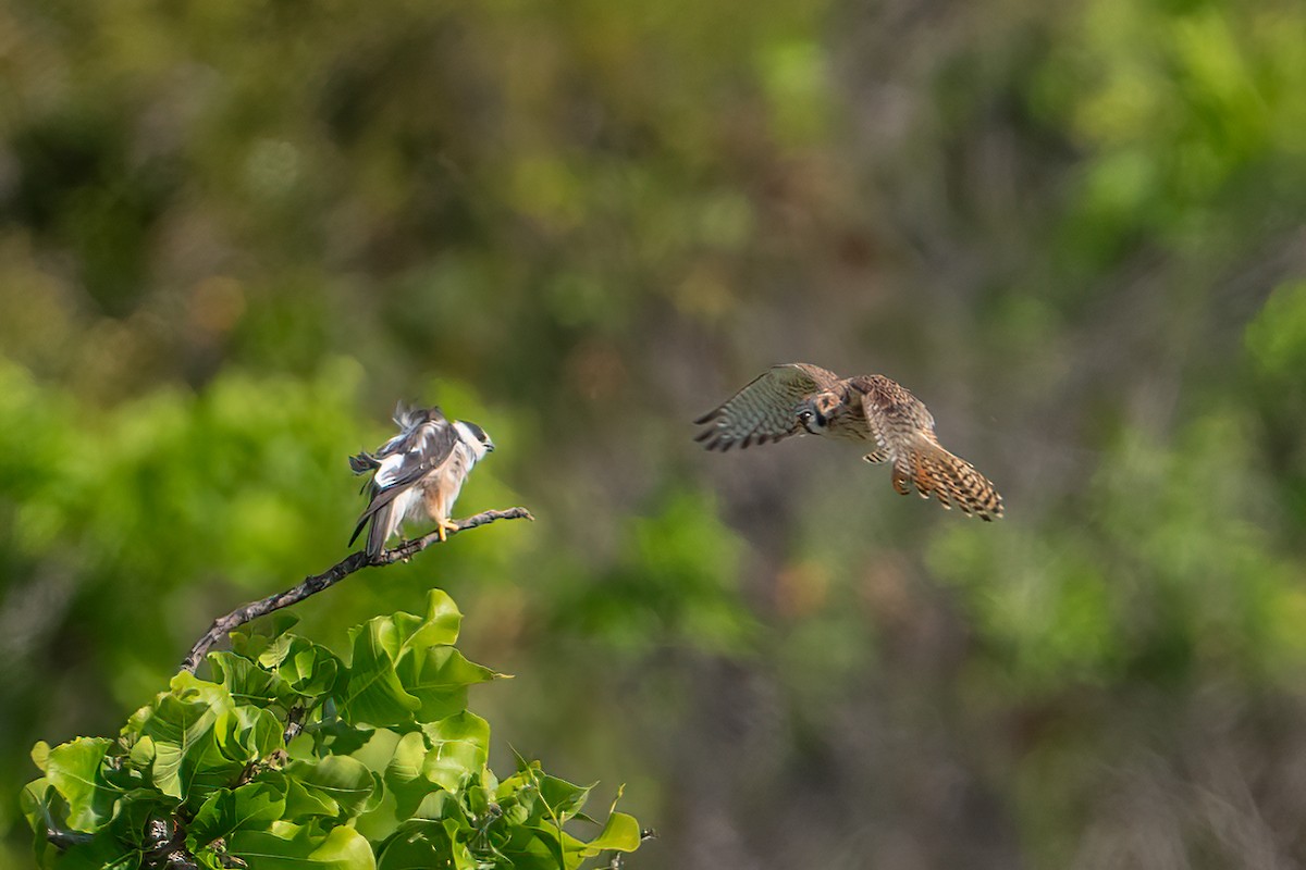 Pearl Kite - ML644789400