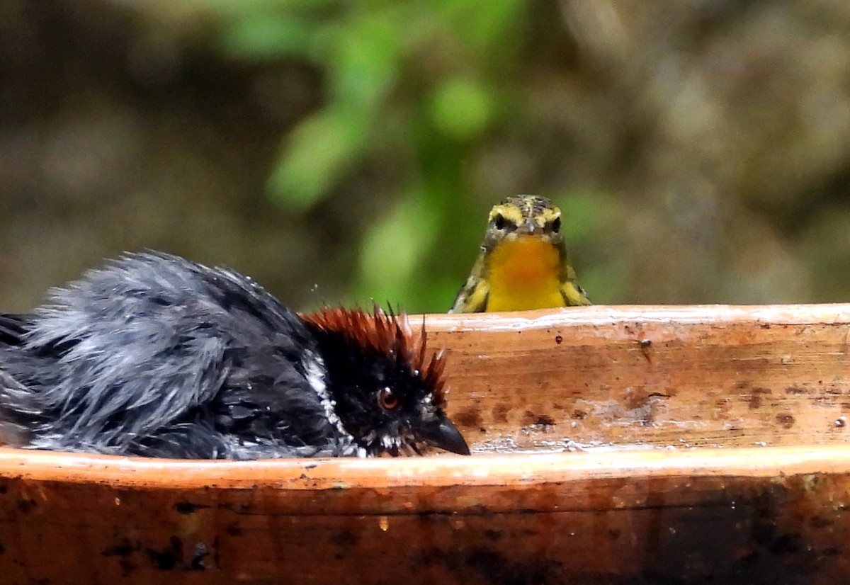 Blackburnian Warbler - ML644789401