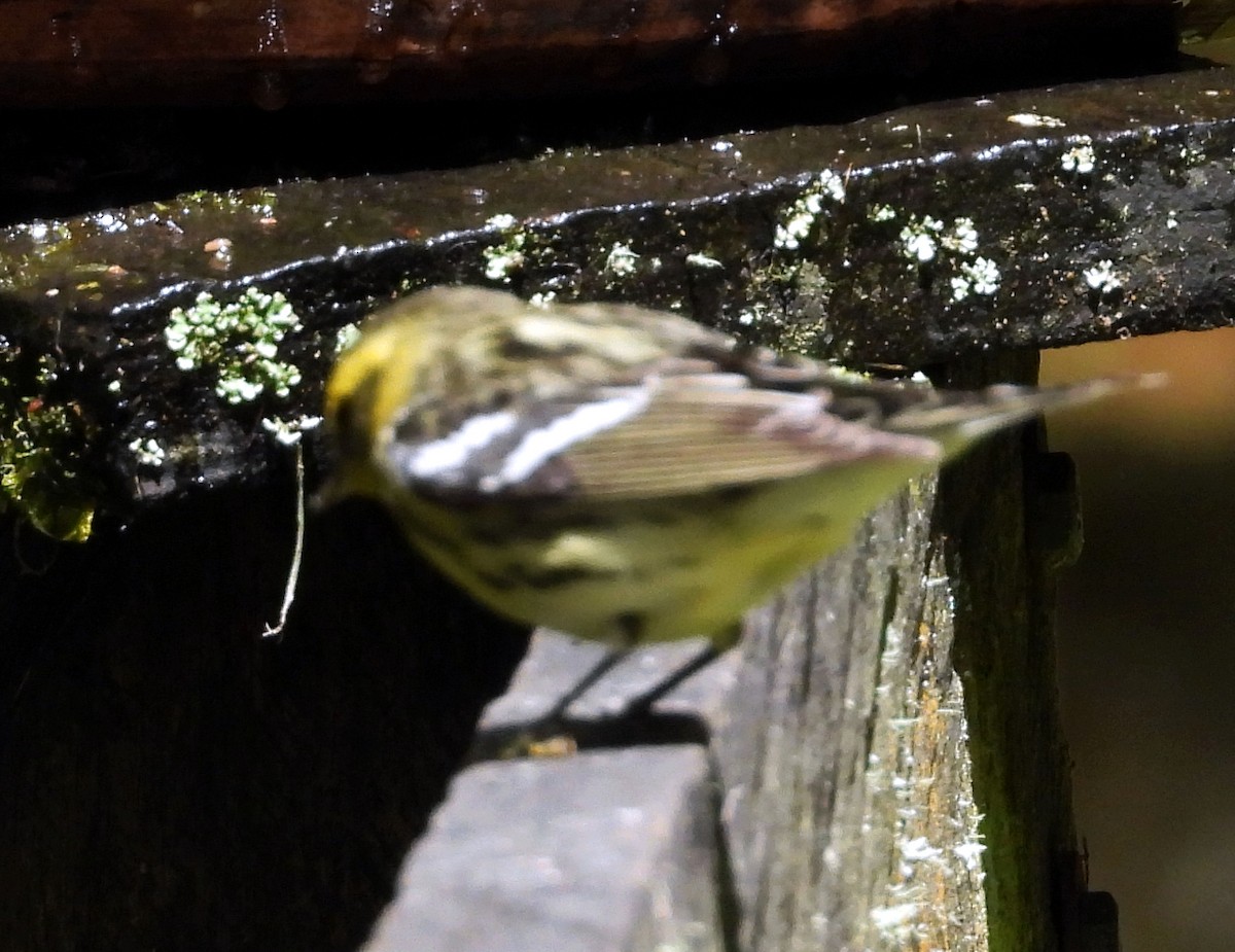 Blackburnian Warbler - ML644789402