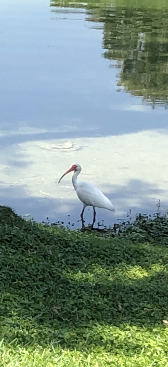 White Ibis - ML644789404