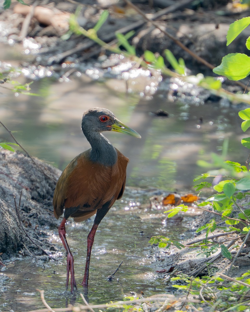 Gray-cowled Wood-Rail - ML644789405
