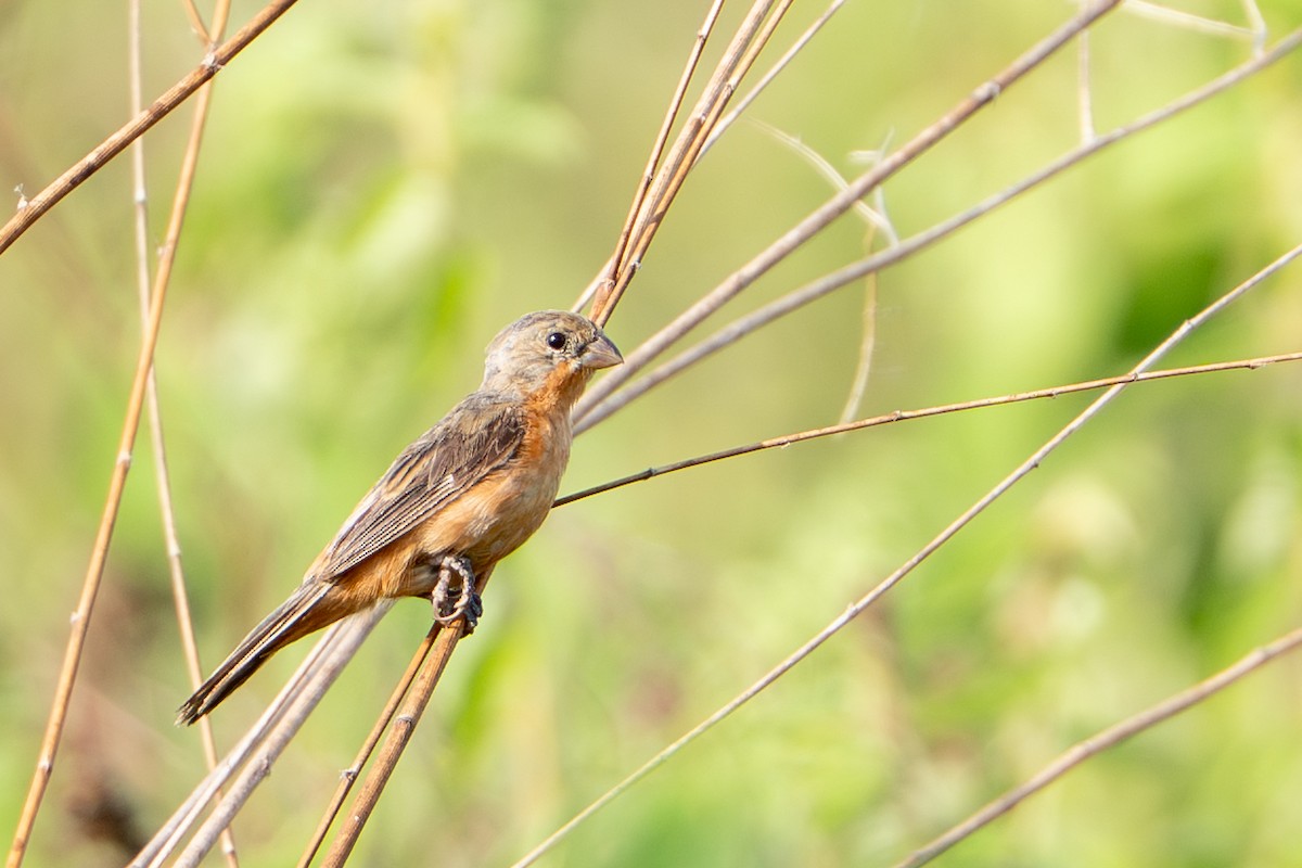 Ruddy-breasted Seedeater - ML644789409