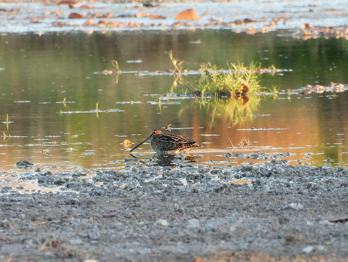 enkeltbekkasin - ML644789414