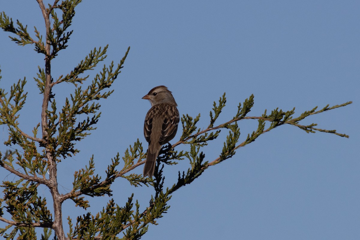 White-crowned Sparrow - ML644789415
