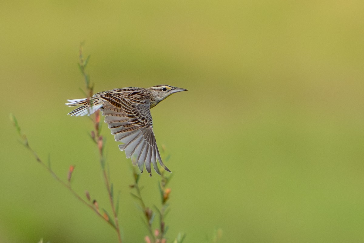 Eastern Meadowlark - ML644789416