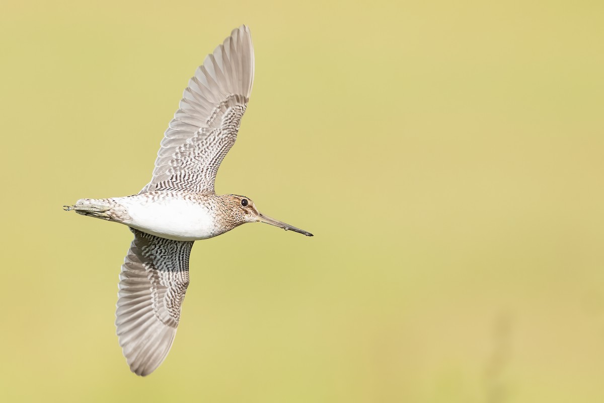 Pantanal Snipe - ML644789421