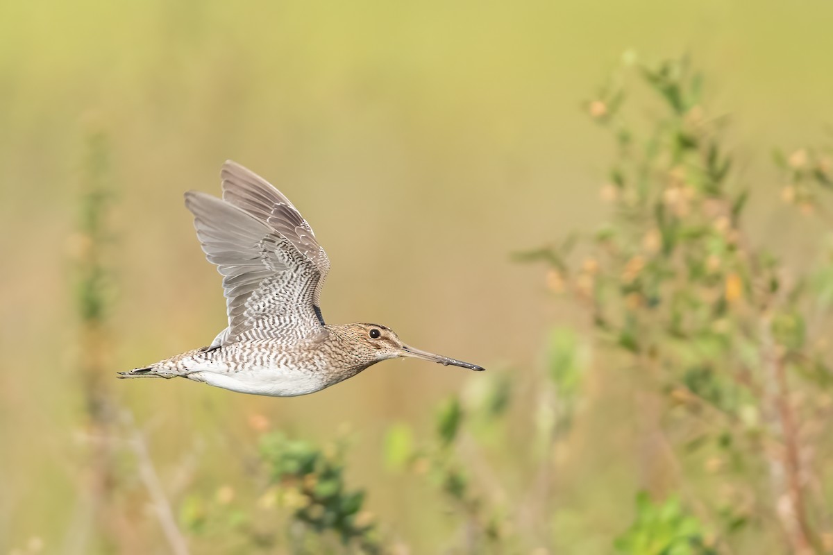 Pantanal Snipe - ML644789422