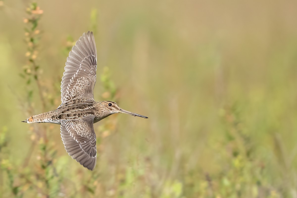 Pantanal Snipe - ML644789423