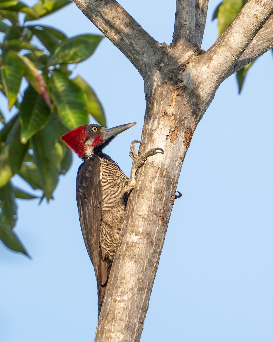 Crimson-crested Woodpecker - ML644789427