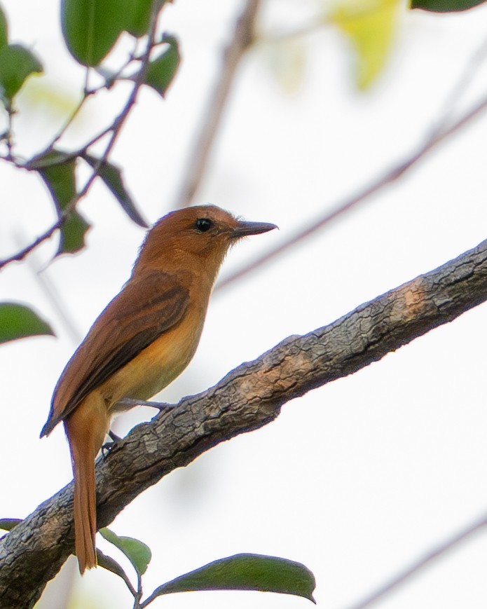 Cinnamon Attila - ML644789428